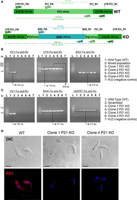 Ablation of the P21 Gene of Trypanosoma cruzi Provides Evidence of P21 as a Mediator in the Control of Epimastigote and Intracellular Amastigote Replication